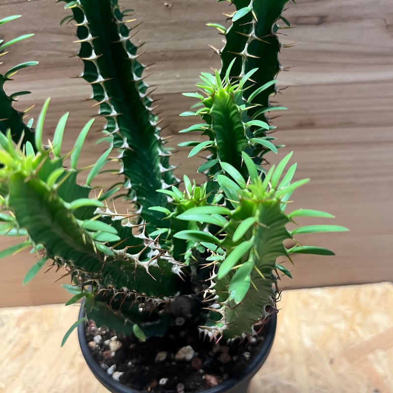 ユーフォルビア ムランジーナ | GREEN LUCK