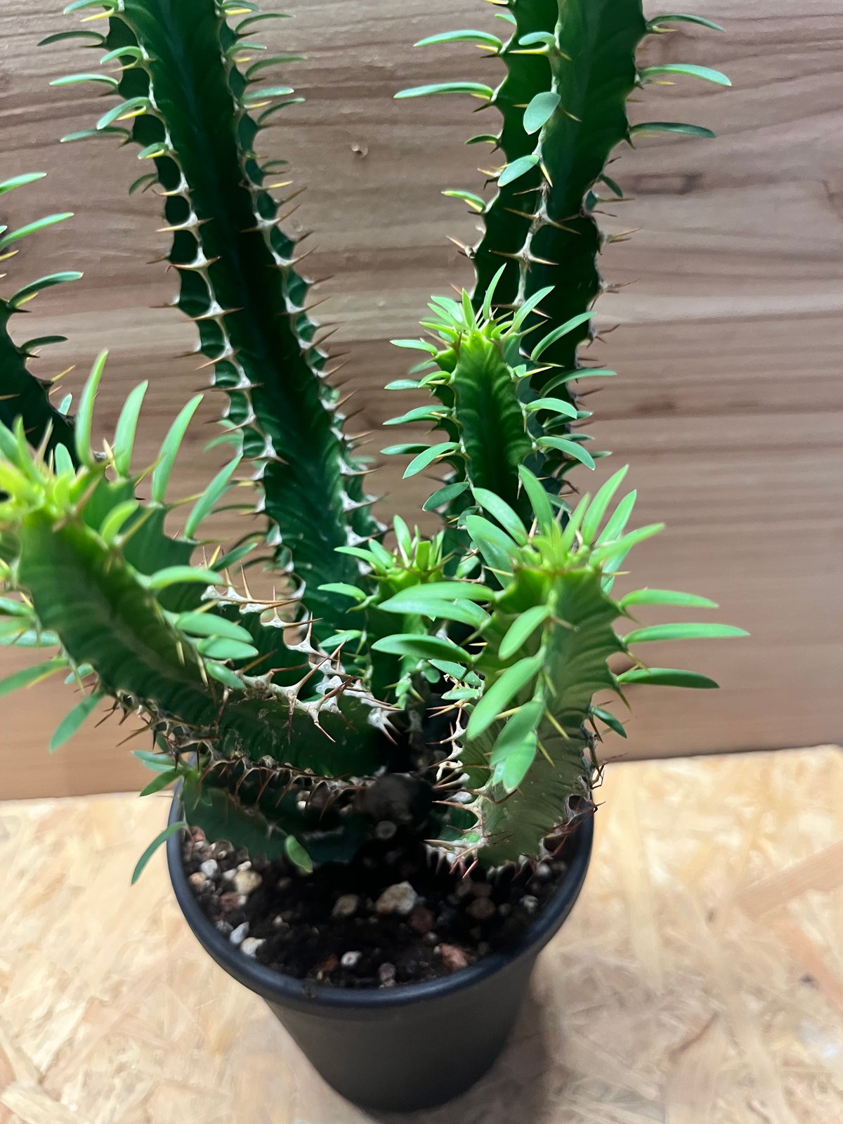 ユーフォルビア ムランジーナ | GREEN LUCK