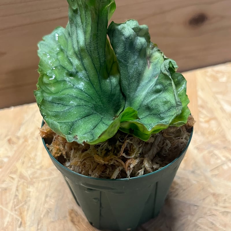 ビカクシダ ワンダエドワーフ | GREEN LUCK