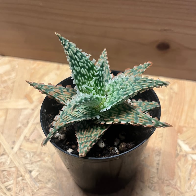 アロエ テンプラ | GREEN LUCK