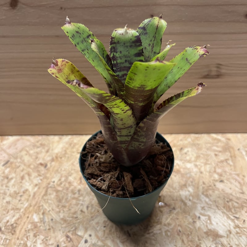 ネオレゲリア タイガーカブ | GREEN LUCK