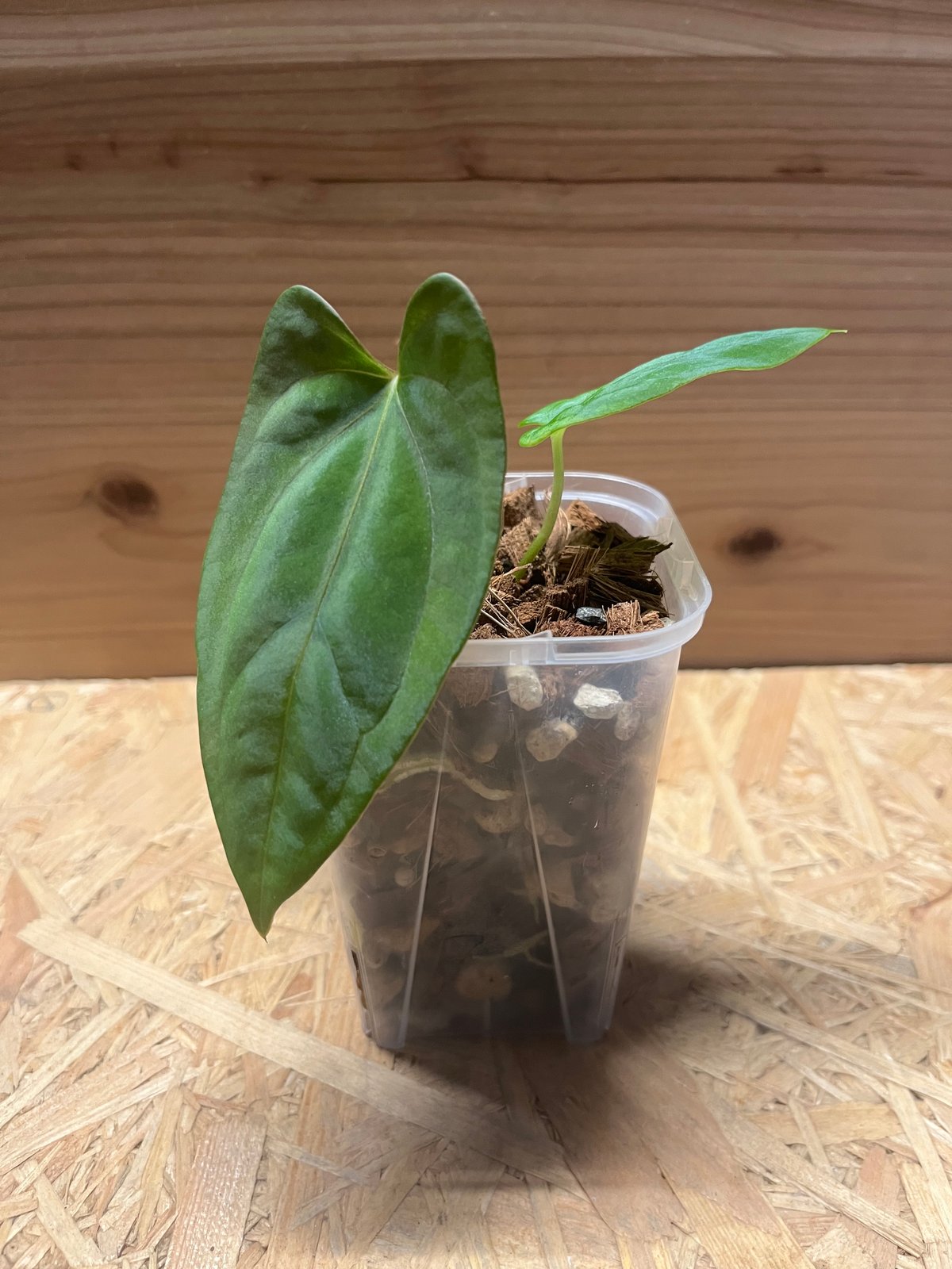 アンスリウム パピリラミナム | GREEN LUCK