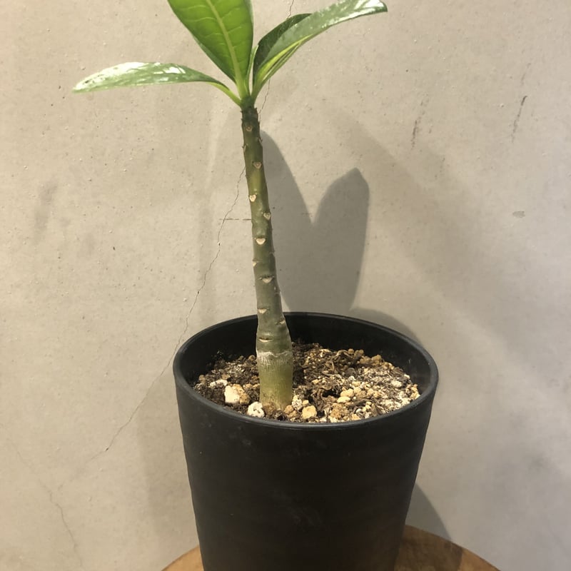 パキポディウム デカリー | GREEN LUCK