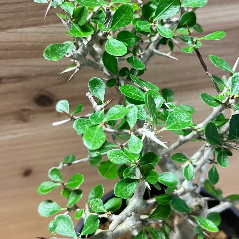 コミフォラ シンプリキフォリア | GREEN LUCK