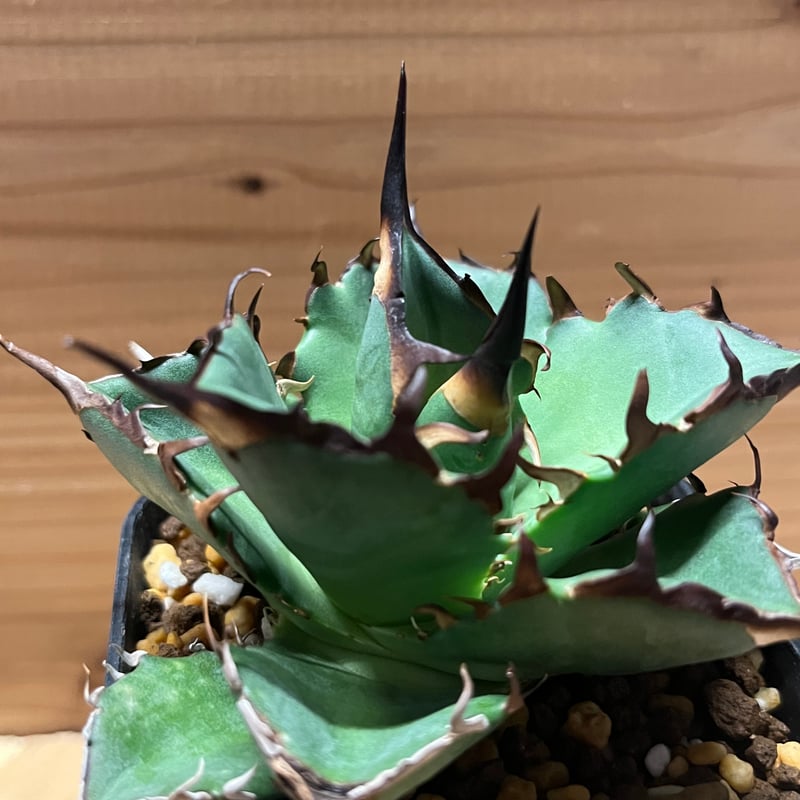 【美株】アガベ チタノタ Hades ハデス 黒帝斯 恐竜牙歯 ※鉢のまま発送 アガベ チタノタ ハデス 黒帝斯 恐竜牙歯 | GREEN LUCK