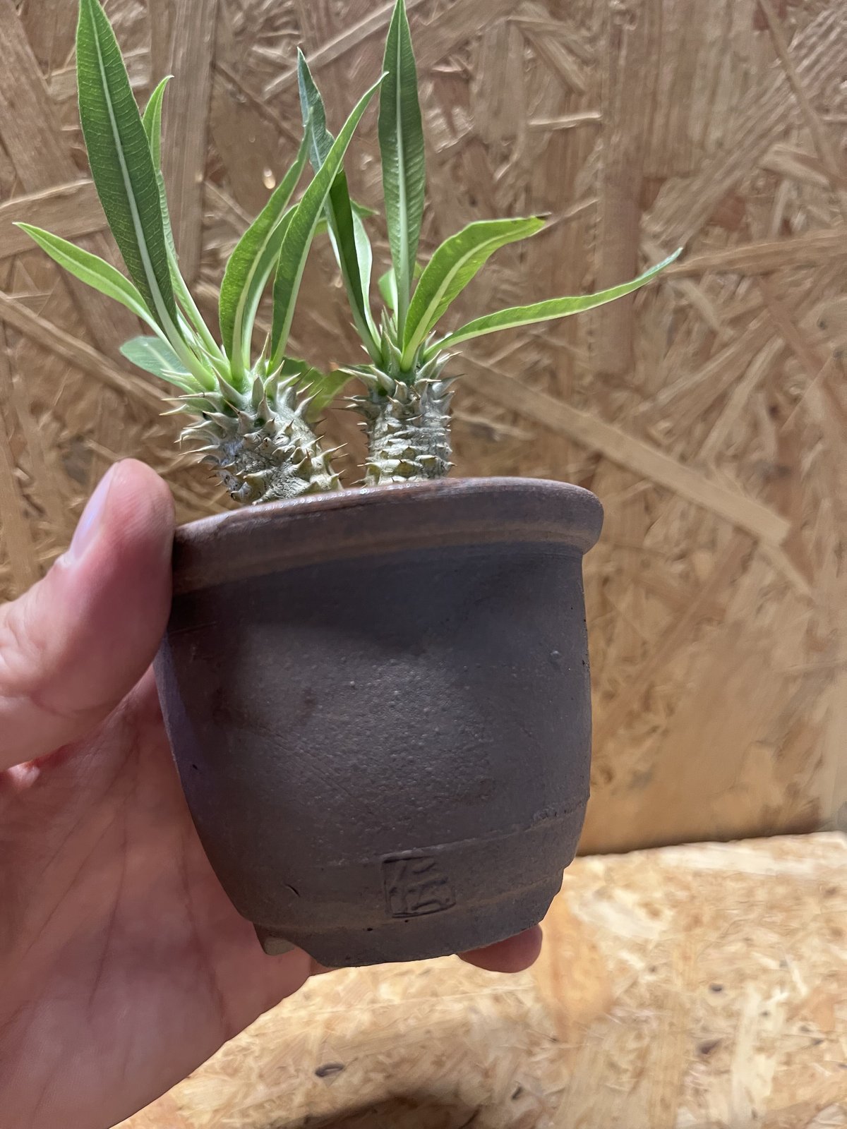 パキポディウム ロスラーツム2頭×伝市鉢 | GREEN LUCK