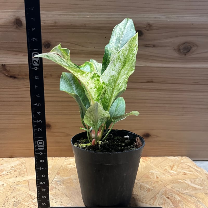 アンスリウム ジャングルブッシュ 斑入り | GREEN LUCK