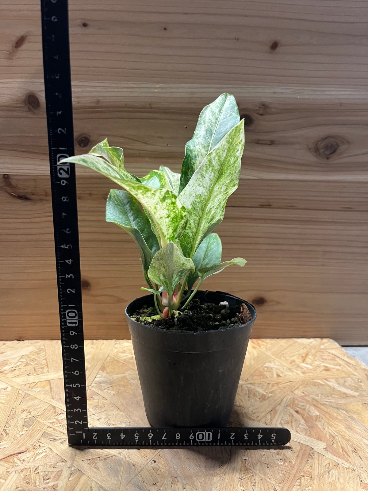 アンスリウム ジャングルブッシュ 斑入り | GREEN LUCK