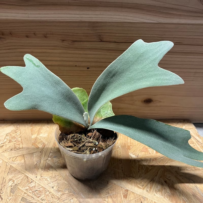 大株ビカクシダ　ウィリンキーwildバリ コルク付 ビカクシダ ウィリンキー コルク付 【観葉植物 室内 コウモリ