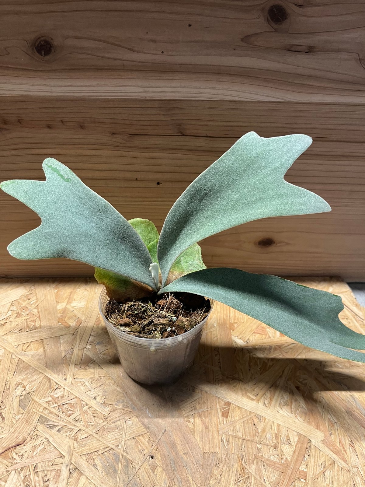 ビカクシダ ウィリンキー バリ | GREEN LUCK