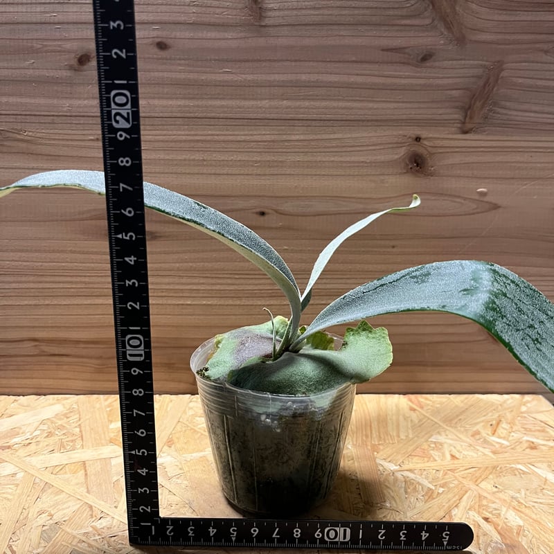 【たーくん】ビカクシダ　ホワイトホーク他 ⭕️ホワイトホーク 2号苗⭕️速達＊送料無料❣️ビカクシダ