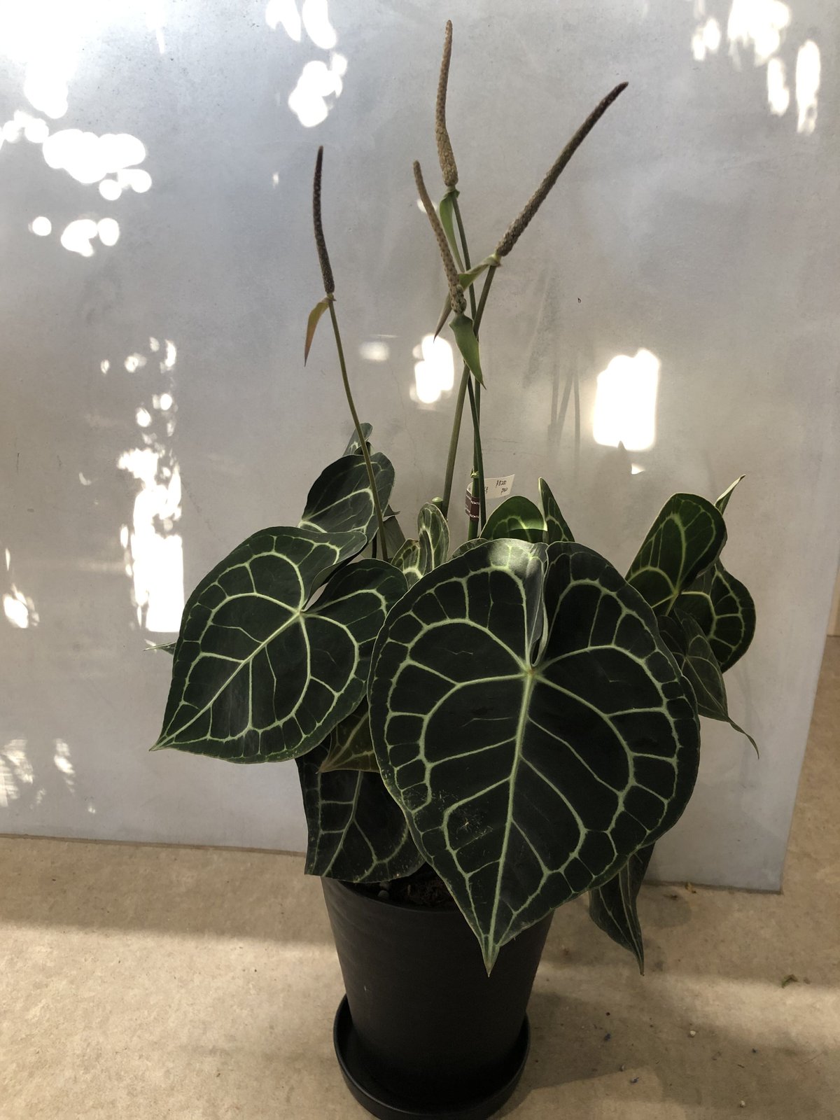 瓶ごと　アンスリウム　クラリネルビウム アンスリウム・クラリネルビウム 4号 - 植物と暮らす m-plant