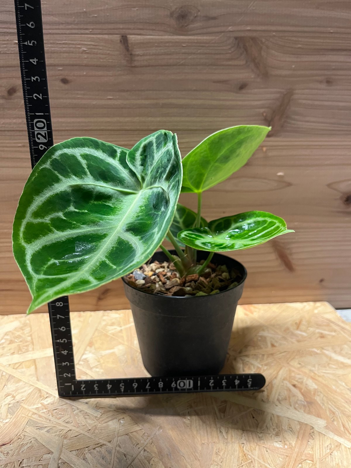 アンスリウム ドラヤキ | GREEN LUCK