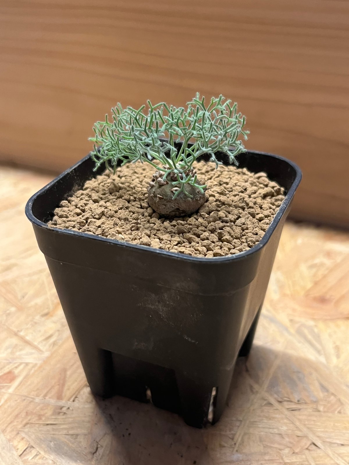 モンソニア ペニクリナム 実生株(A)（抜き苗） モンソニア ペニクリナム 実生株(A)（抜き苗）