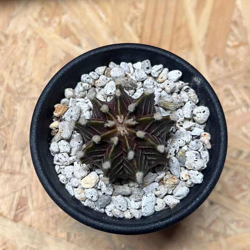 ギムノカリキウム フリードリッヒィ LB2178 | GREEN LUCK