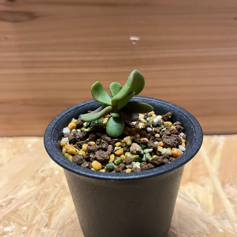 ケラリア ピグマエア 実生 | GREEN LUCK