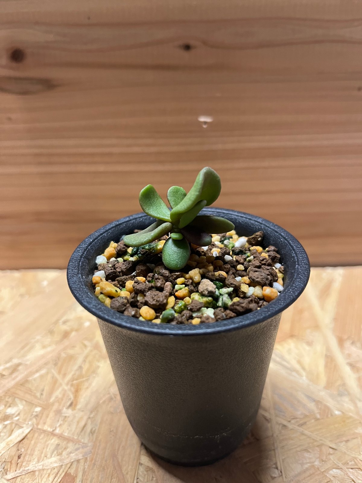 ケラリア ピグマエア 実生 | GREEN LUCK