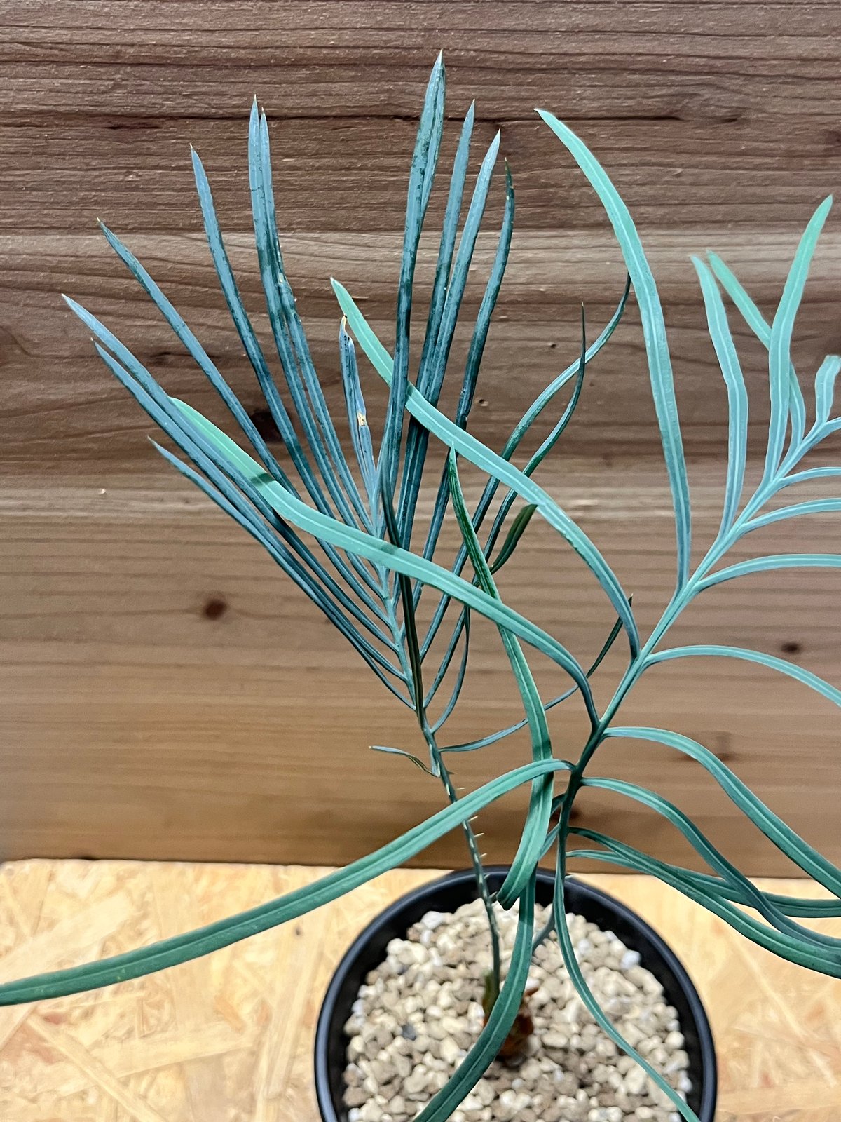 サイカス カイルンシアナ | GREEN LUCK