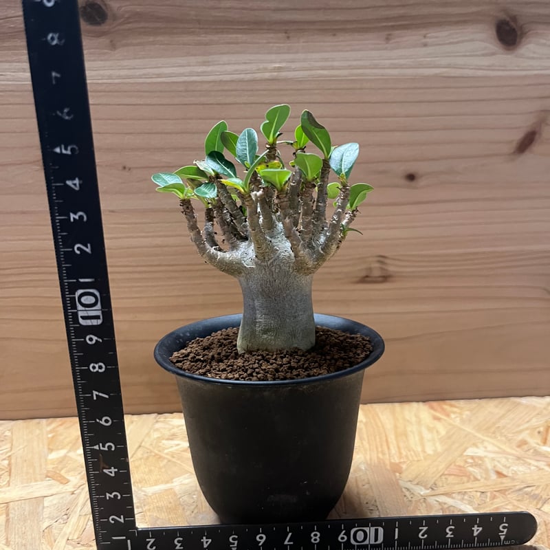 アデニウム ハイブリッド モンスタードワーフ | GREEN LUCK