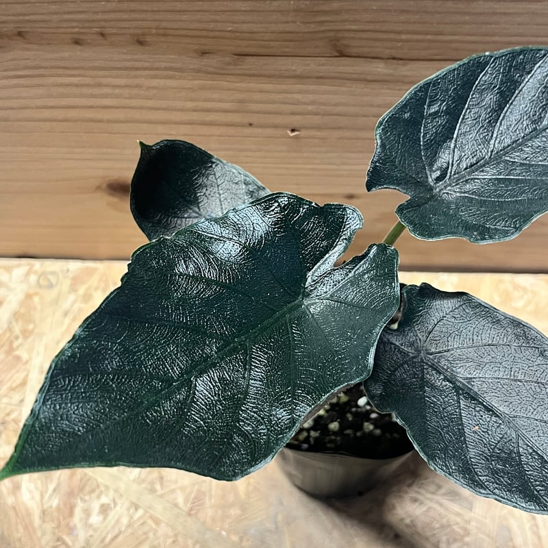 アロカシア アントロベルベット | GREEN LUCK