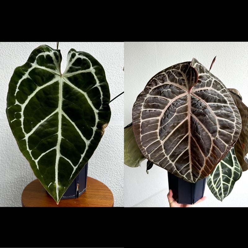 アンスリウム （エンジェルズドリーム×フォルゲッティ）×レッド