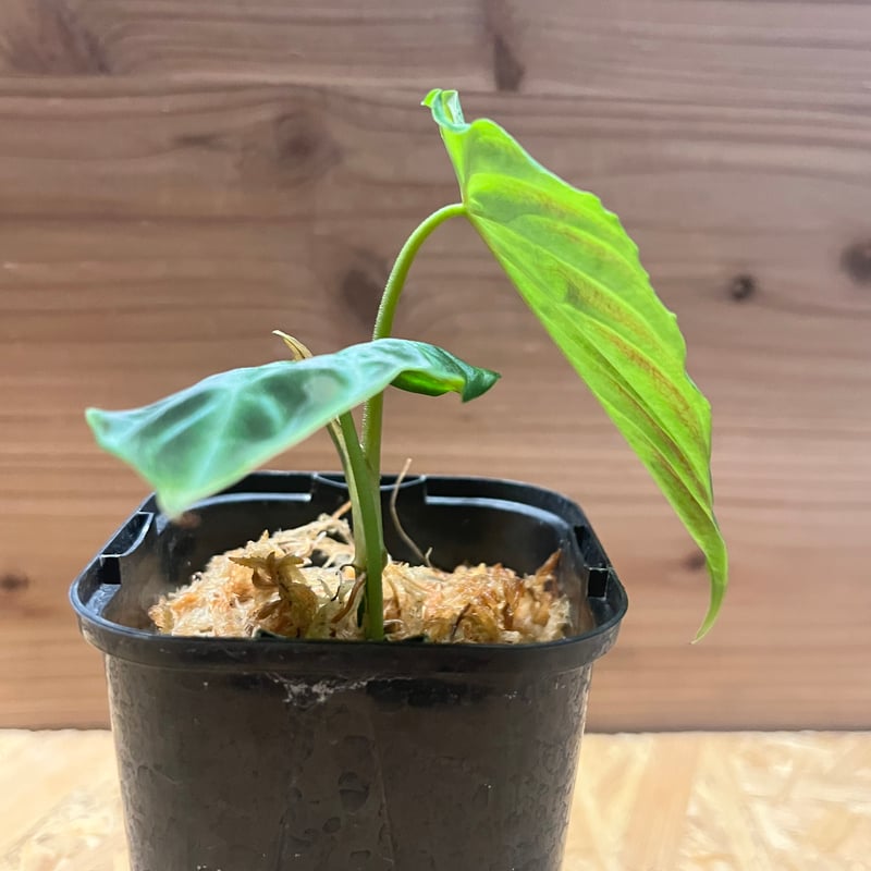 フィロデンドロン ベルコーサム | GREEN LUCK