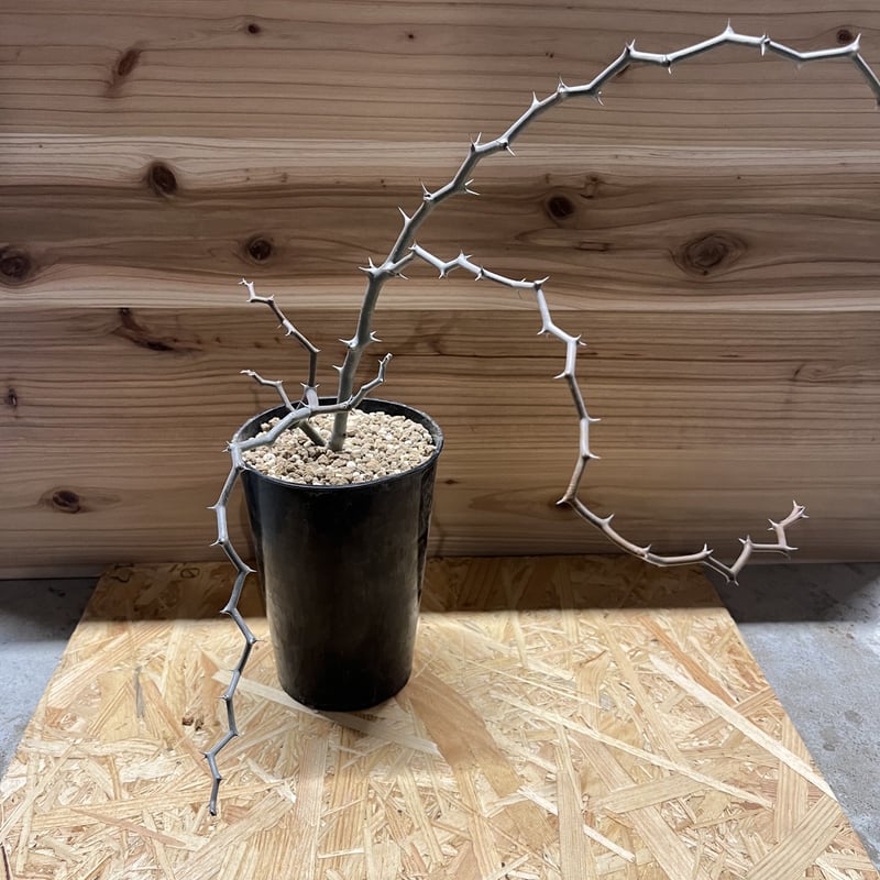 デカリア マダガスカリエンシス ジグザグの木 | GREEN LUCK