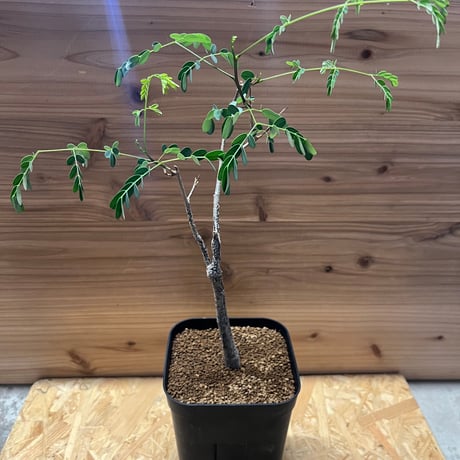 デロニクスプミラ デロニクス・プミラ | 多肉植物・特別な鉢の販売 | トーキー | TOKY