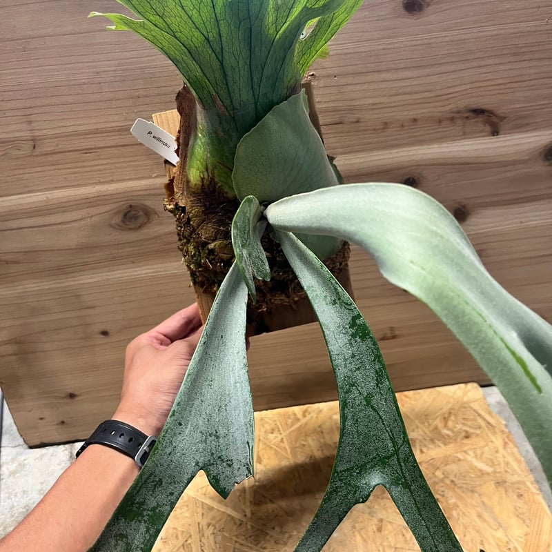 ビカクシダ ウィリンキー　大株 大株です！ ビカクシダ 『ウィリンキー』1番 | Planet Plants