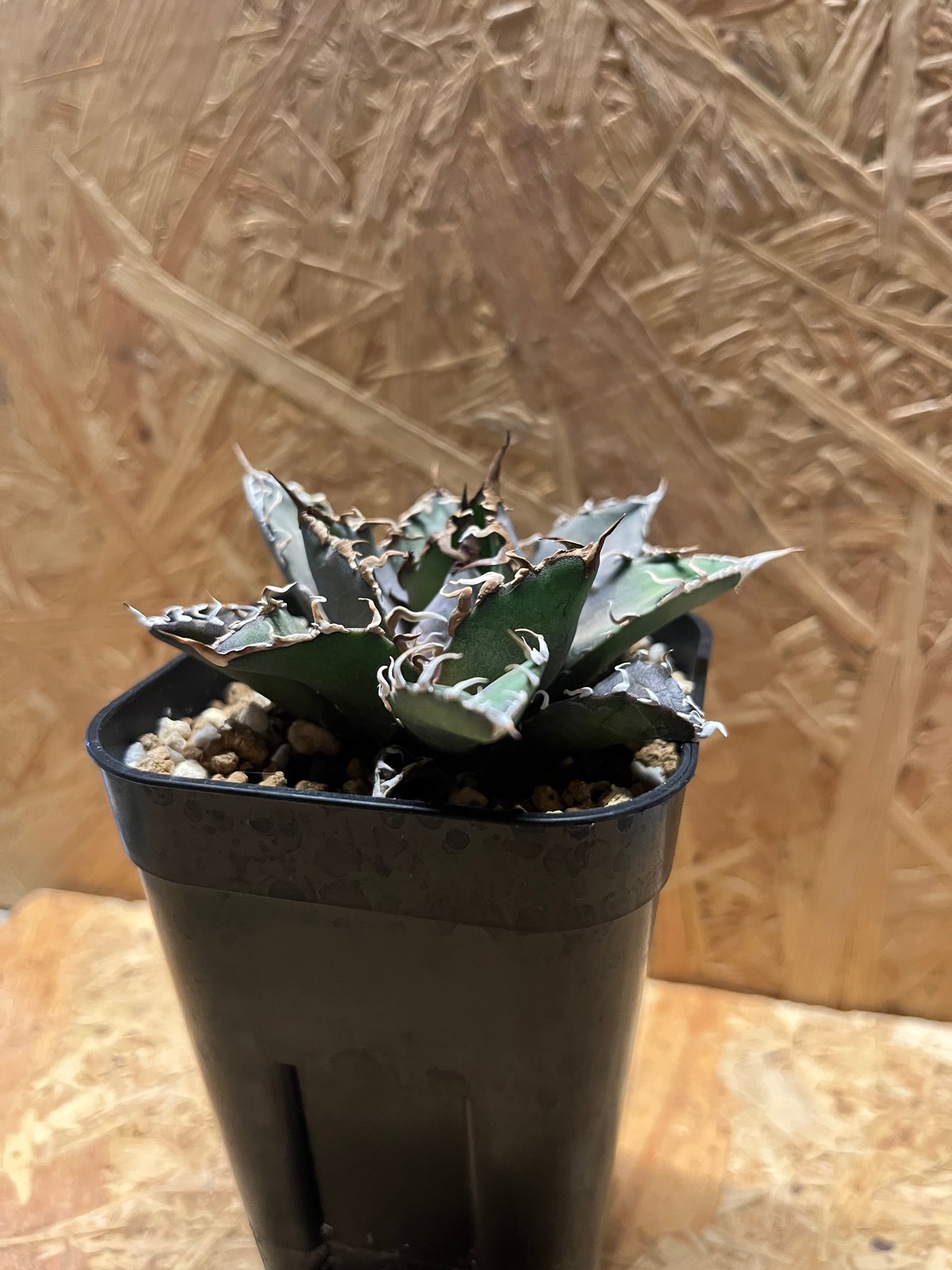 【現品❗️鋸歯good❗️】アガベ チタノタ シーザー アガベ・チタノタ シーザー（凱撒）中-019｜agave titanota