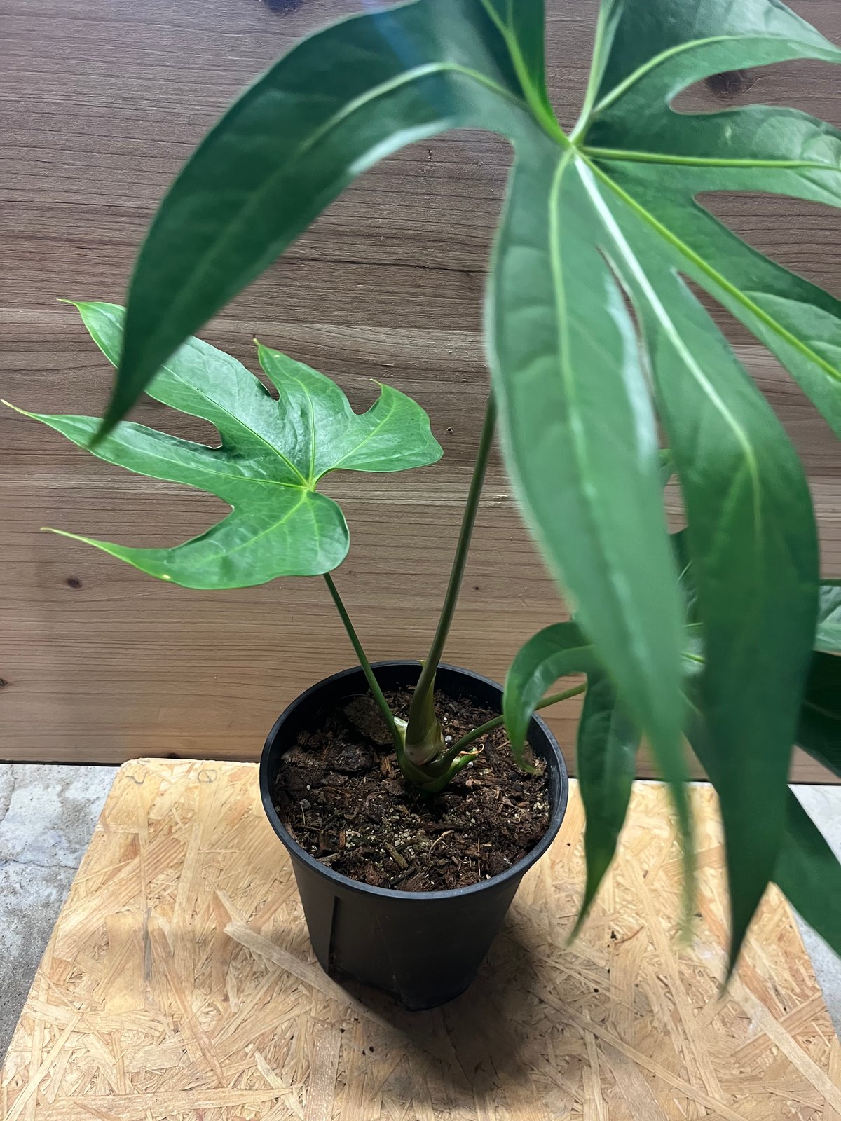 アンスリウム ペダトラディアツム | GREEN LUCK