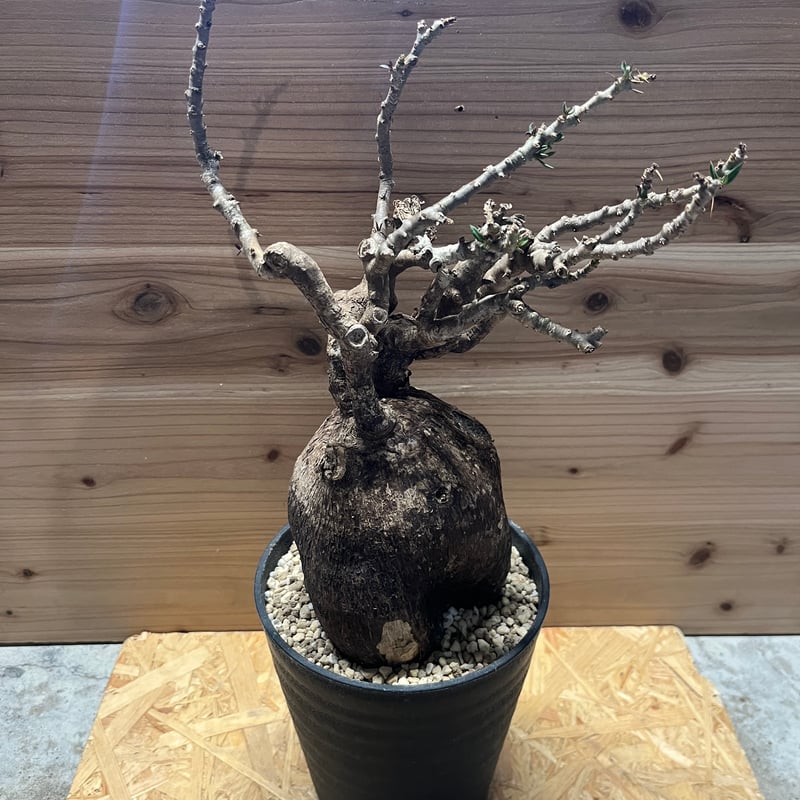 パキポディウム ビスピノーサム | GREEN LUCK