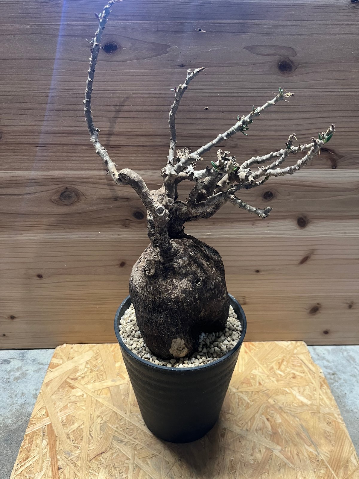 パキポディウム ビスピノーサム | GREEN LUCK