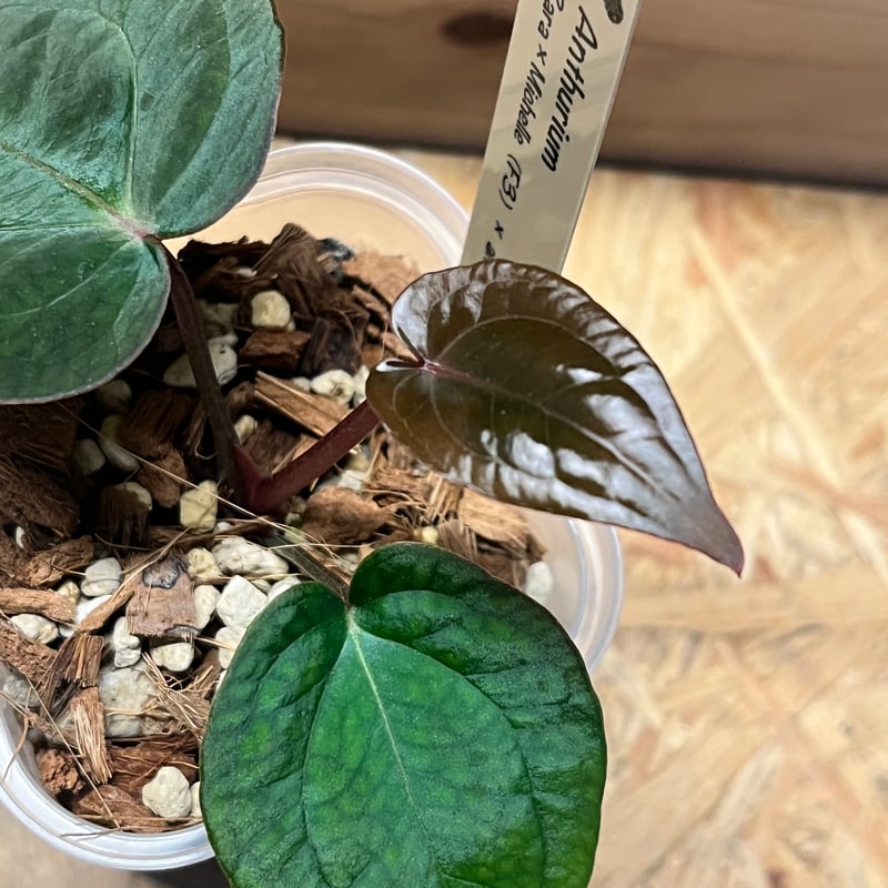 アンスリウム ザラ×ミシェル ×アントラキー 'ヤード' | GREEN LUCK