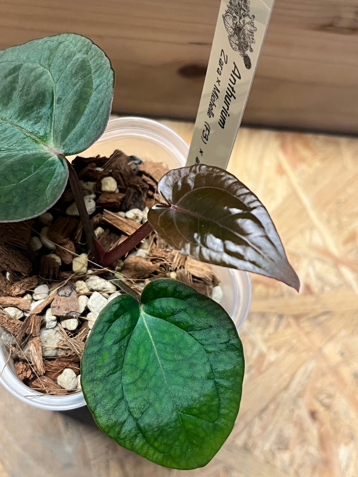 Zara✖️michelle✖️antolakii'yard' アンスリウム アンスリウム ザラ×ミシェル ×アントラキー 'ヤード' | GREEN LUCK