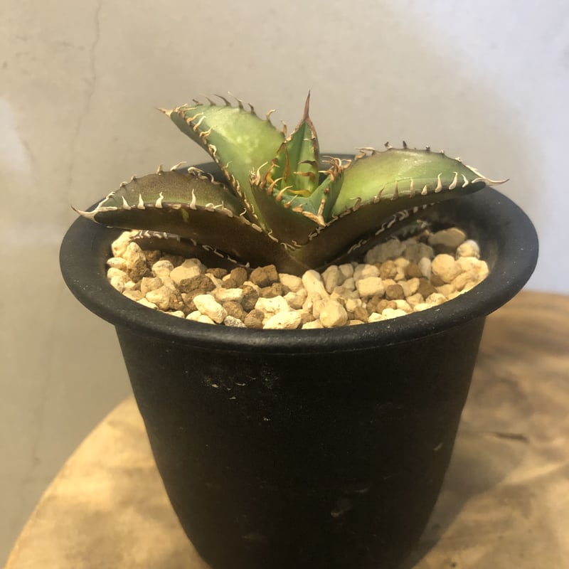 アガベ チタノタ レッドキャットウィーズル | GREEN LUCK