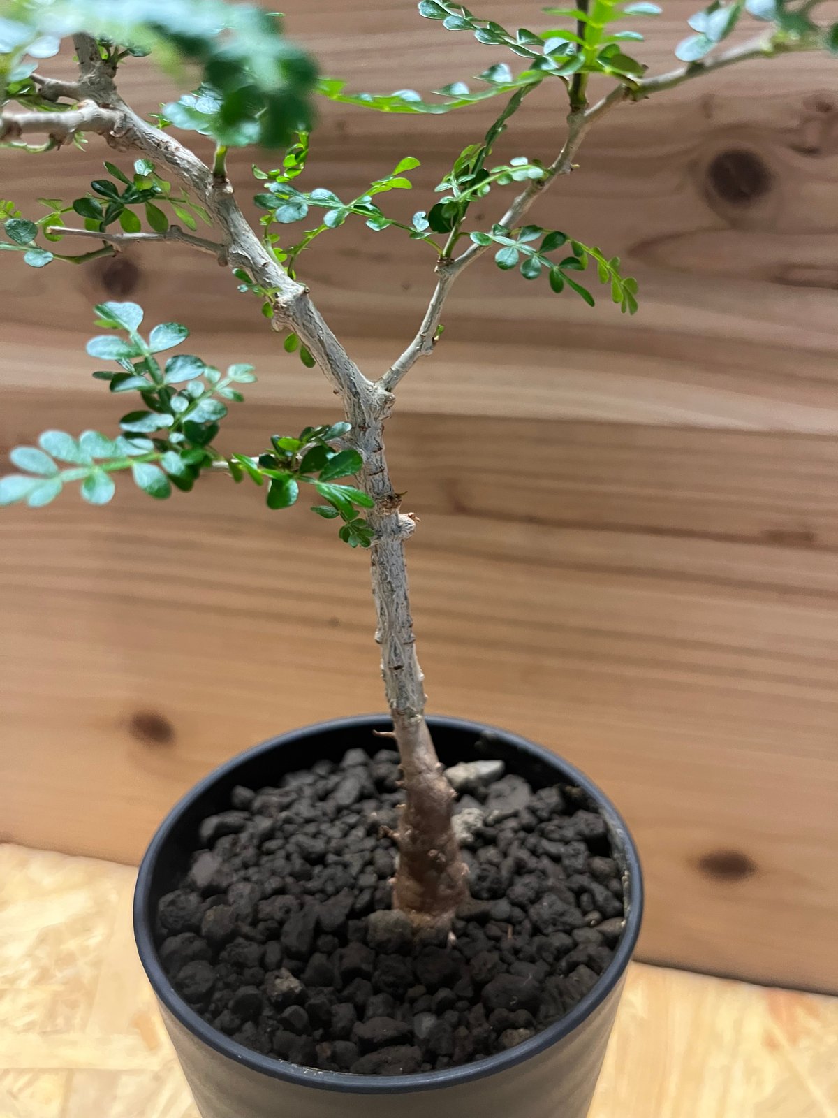 オペルクリカリア パキプス | GREEN LUCK