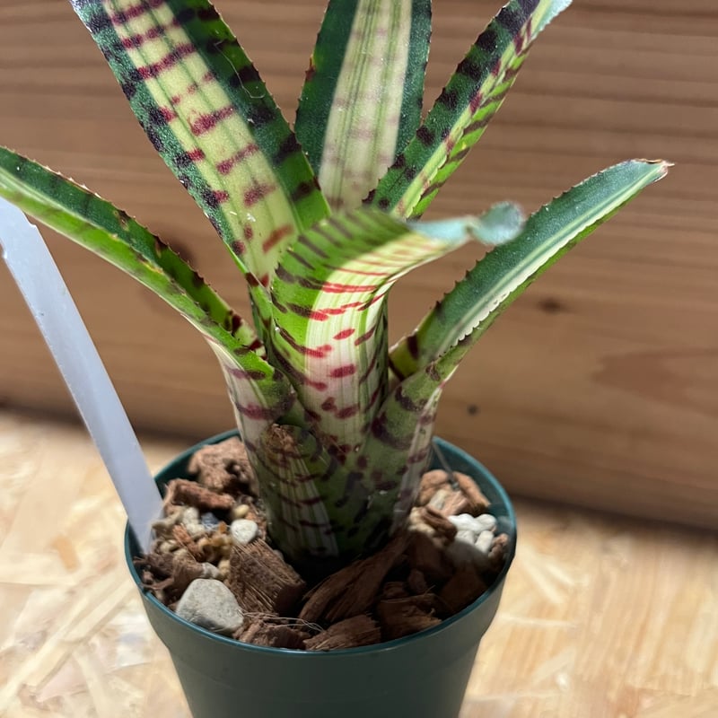 ビルベルギア John Hervy Friend Domingos フラワー・ガーデニング ビルベルギア John Hervy