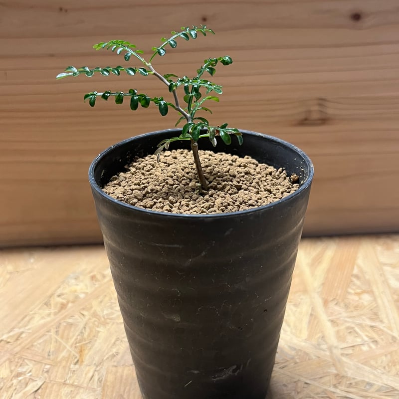 オペルクリカリア パキプス | GREEN LUCK