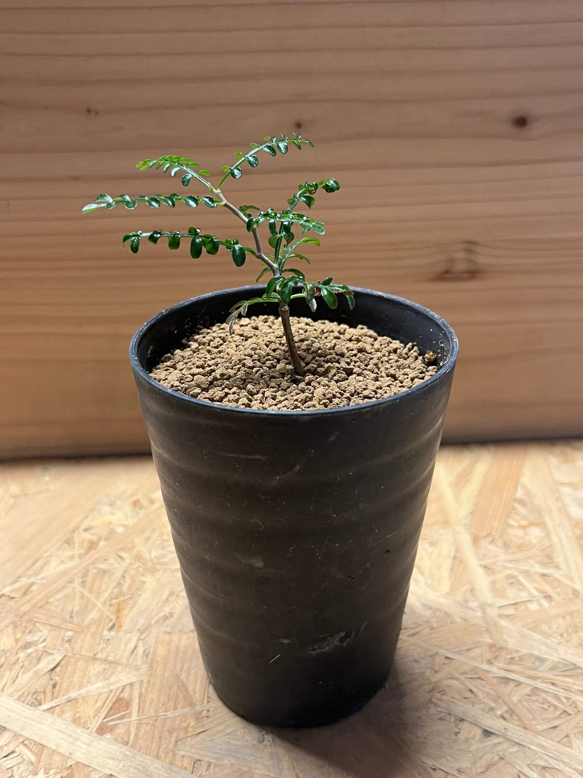 コレクション株】 オペルクリカリア パキプス raw life factory 2025年