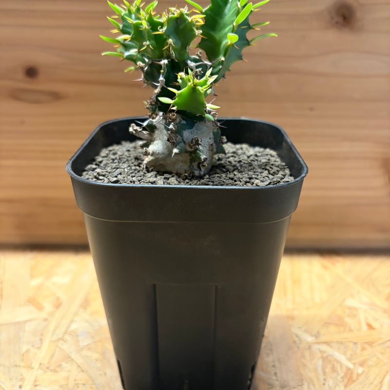 ユーフォルビア ムランジーナ | GREEN LUCK