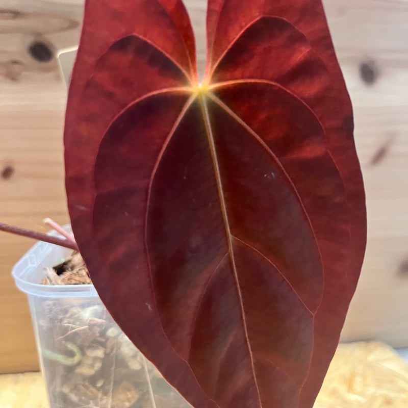 アンスリウム レッドフェニックス(パピリラミナム×クリスタリンレッド) テズラ A.papillilaminum 'Guna Yala' x 'Red Dark Phoenix' 良い面構え