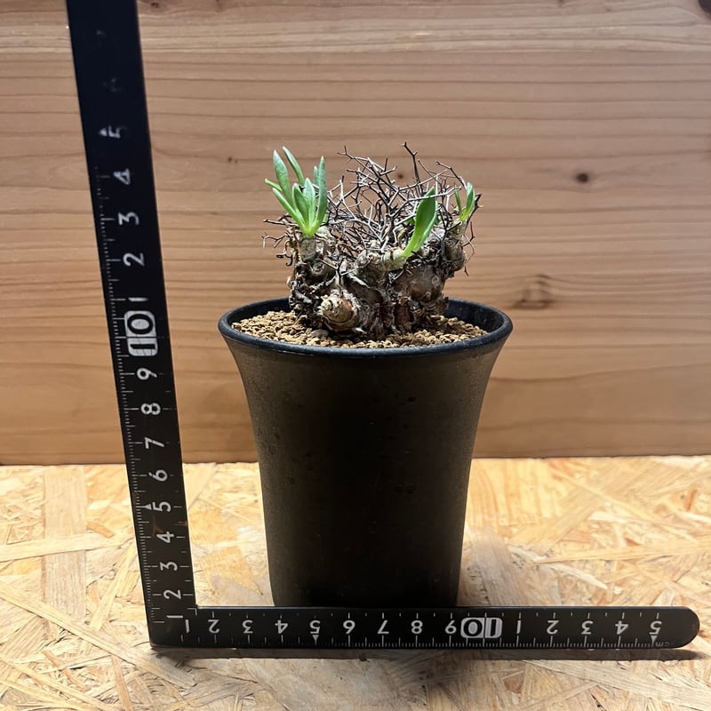 チレコドン レティキュラーツス 万物想 | GREEN LUCK