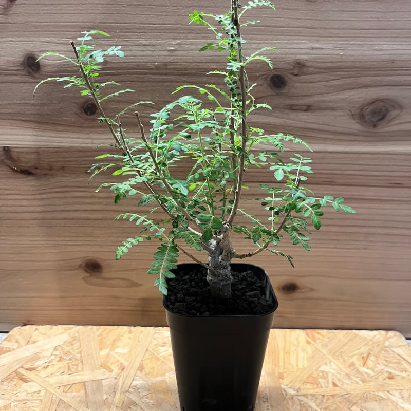 ボスウェリア ネグレクタ | GREEN LUCK