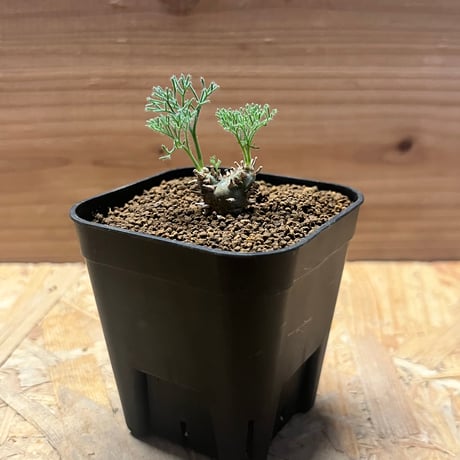 user_2916a88b専用　モンソニア　ペニクリナム2株セット モンソニア ペニクリナム | GREEN LUCK