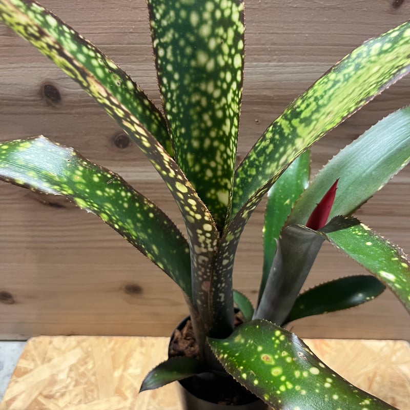 ビルベルギア ドリーム | GREEN LUCK