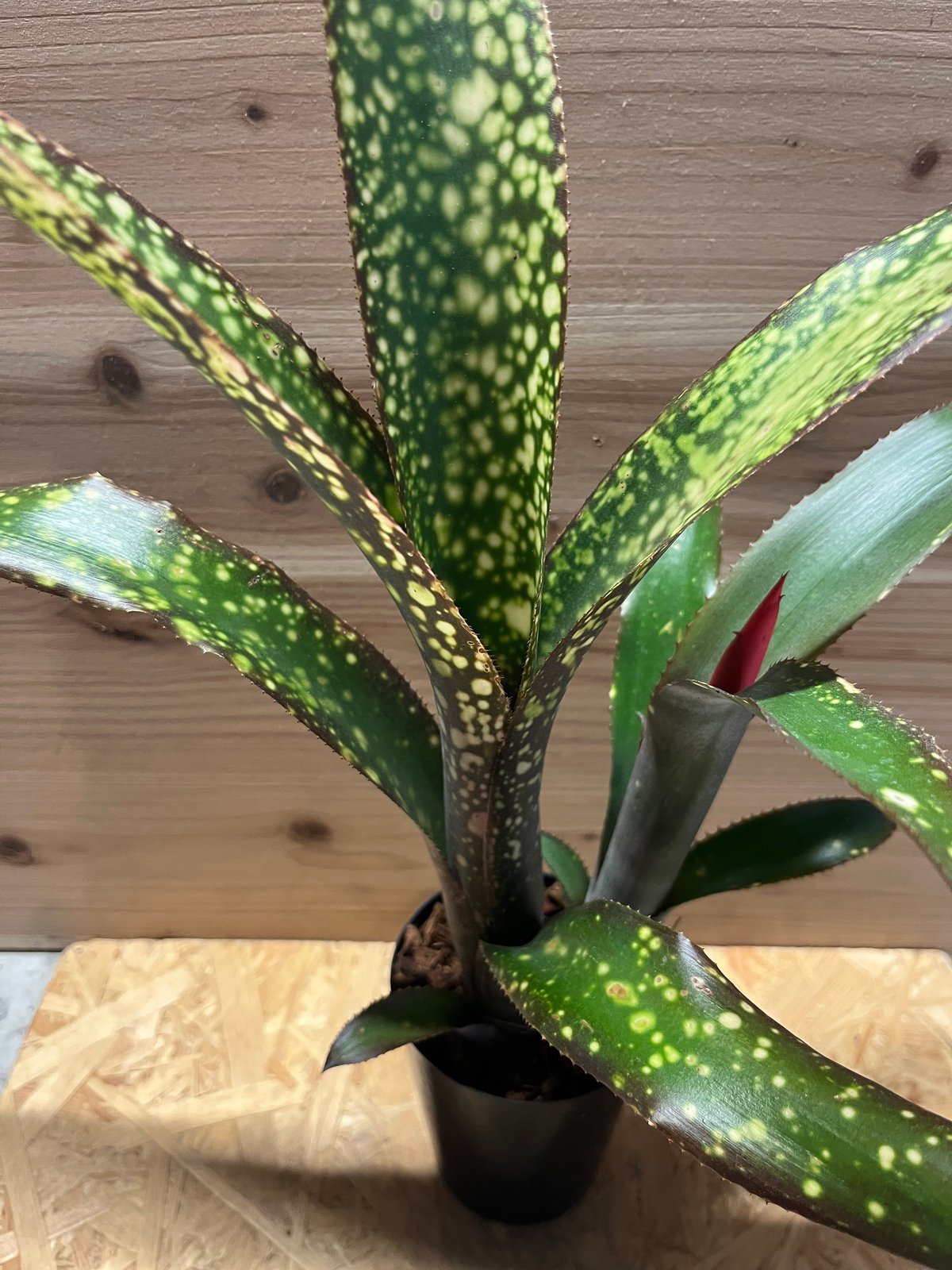 Billbergia 'Dreams'〔ビルベルギア〕現品発送B0261 Billbergia 'Dreams'〔ビルベルギア〕現品発送B0261 Billbergia