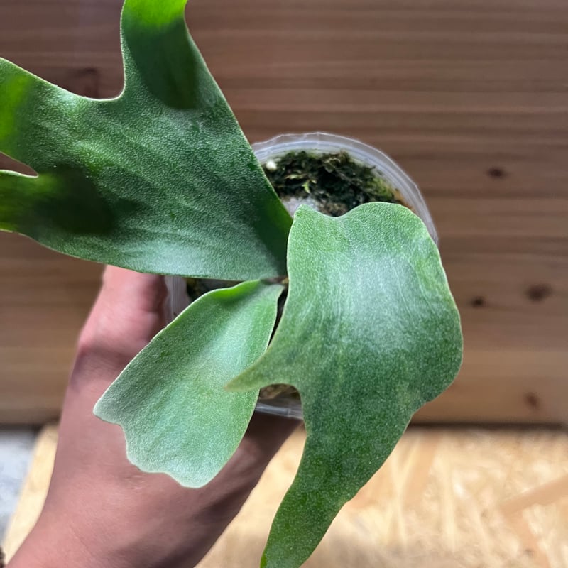 ビカクシダ ヒリー マグニフィセント | GREEN LUCK