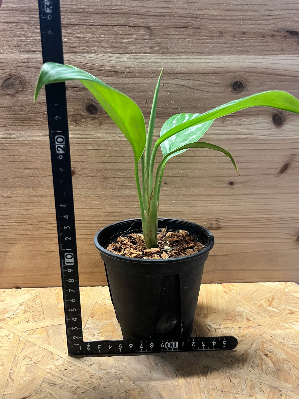 アグラオネマ ニティドゥム カーティシー | GREEN LUCK