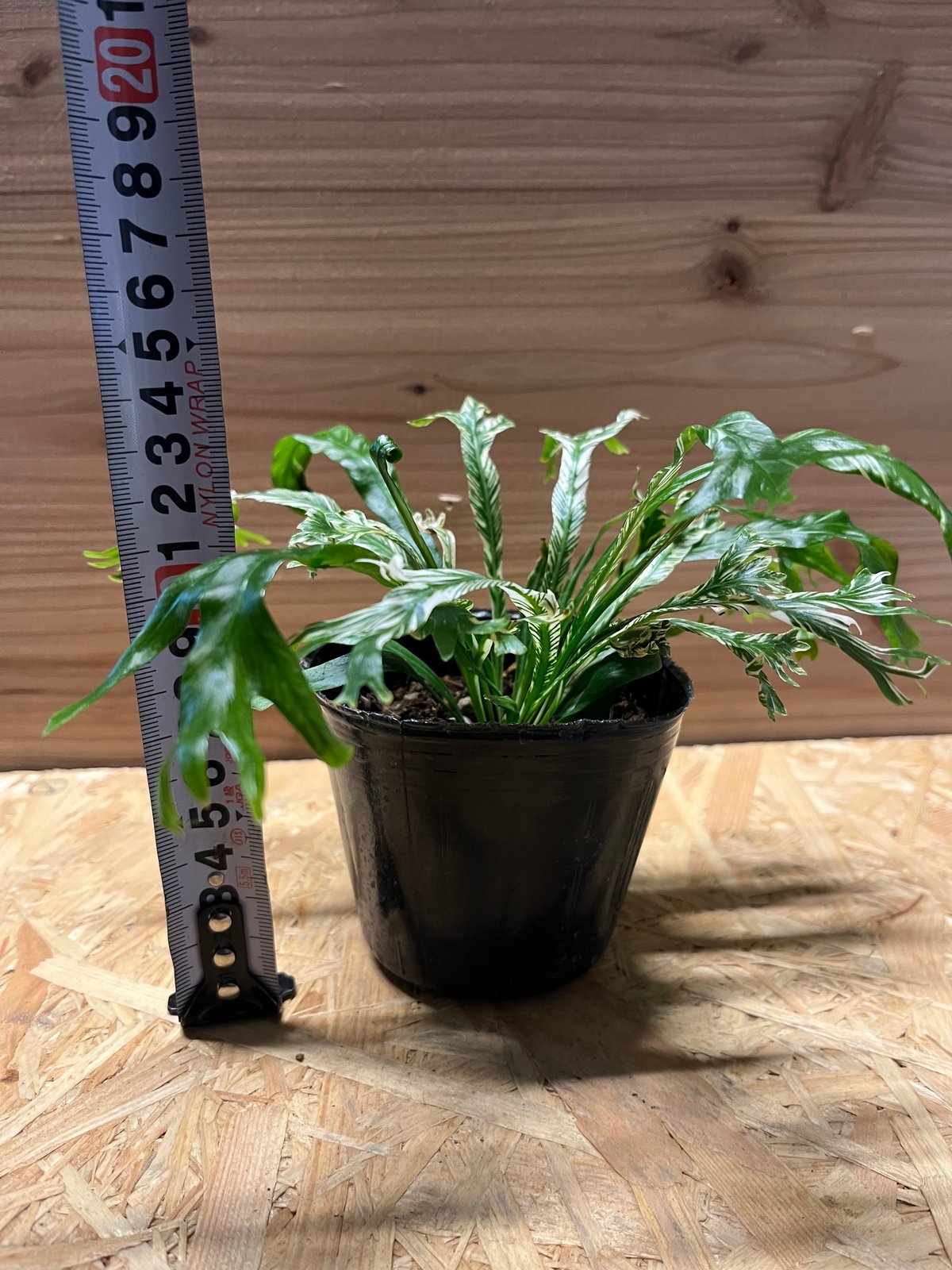 アスプレニウム ニダス 斑入り | GREEN LUCK